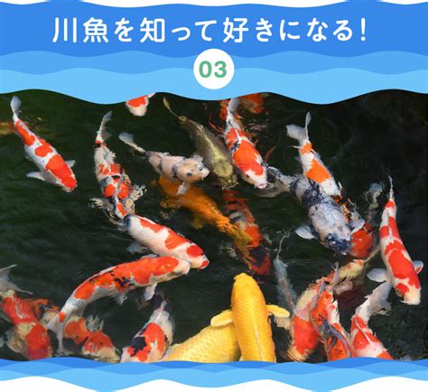 錦鯉魚|特集「年々、人気上昇中！ 錦鯉の魅力」：農林水産省